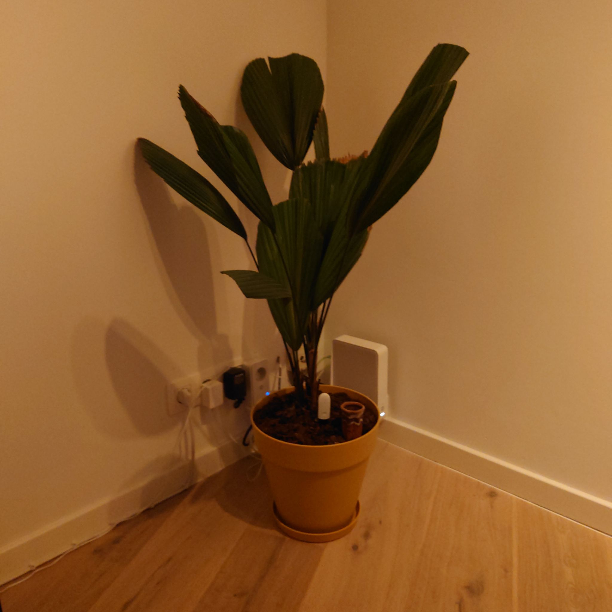 Photo of the plant species Fan Palm by @OpenlyKeylime named Navajo on Greg, the plant care app