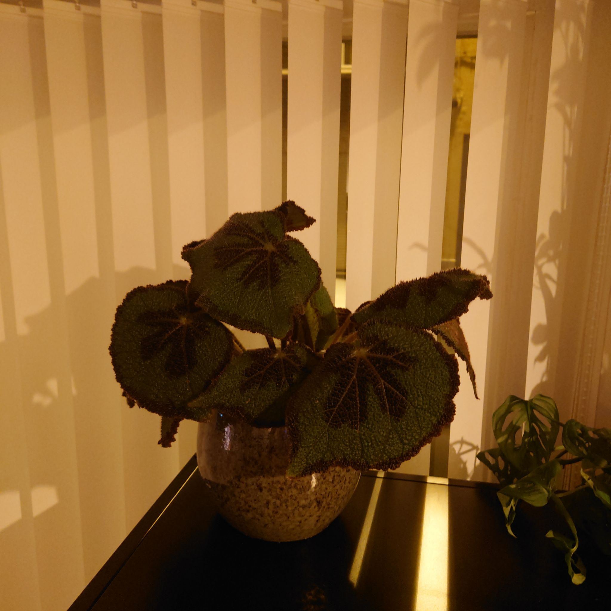Iron Cross Begonia plant in a pot with large, textured leaves and dark markings.