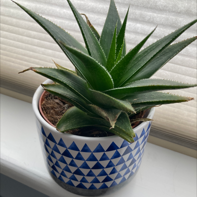 Broad-Leaved Aloe plant in a decorative pot with vibrant green leaves.