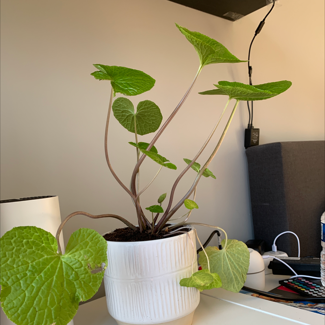 Wasabi plant photo by Laura named Eutrema japonicum on Greg, the plant care app.