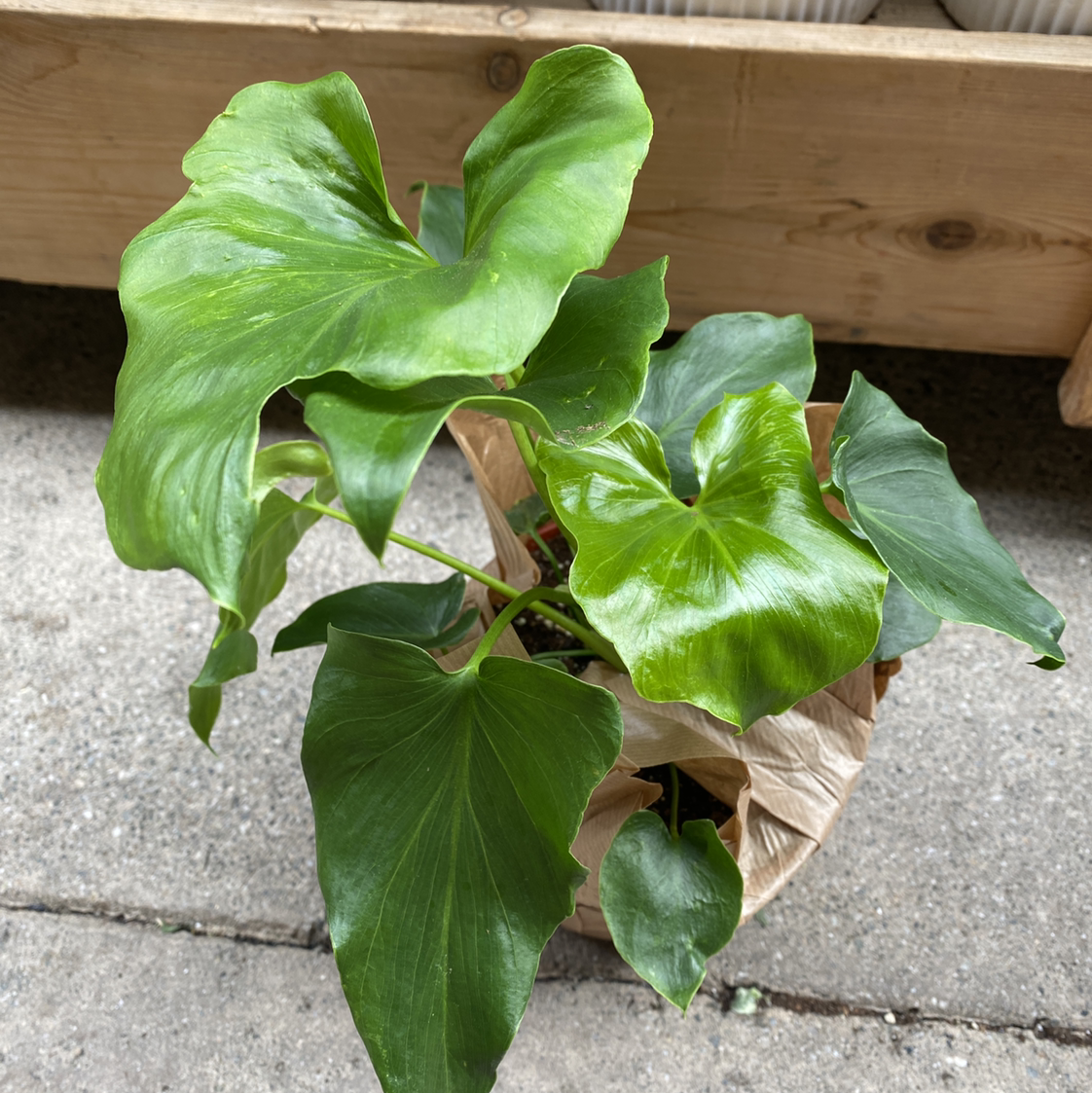 Healthy Chinese Taro plant with large, wavy-edged green leaves and no signs of discoloration or damage.