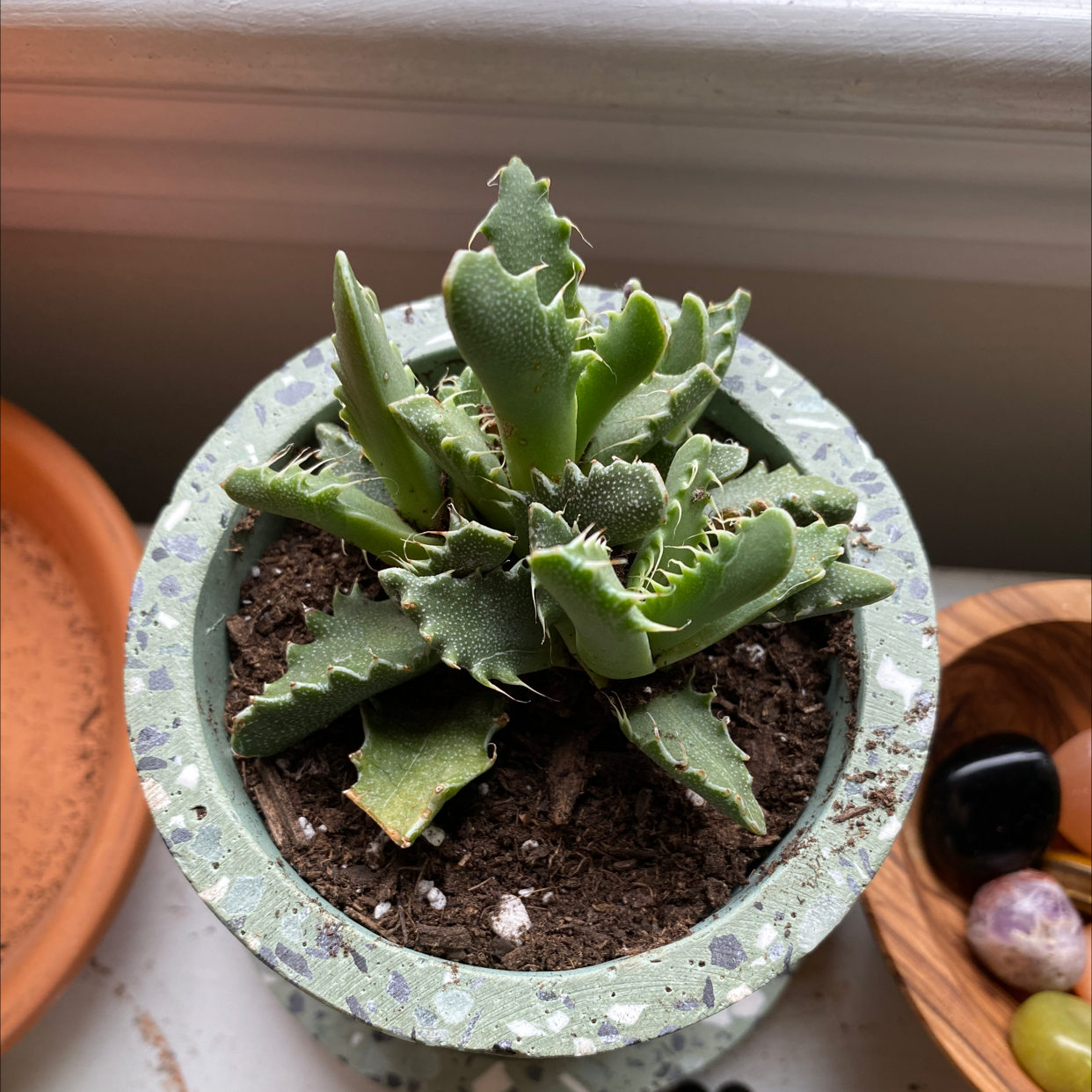 Tiger's Jaw plant in a pot with visible soil, healthy green leaves.