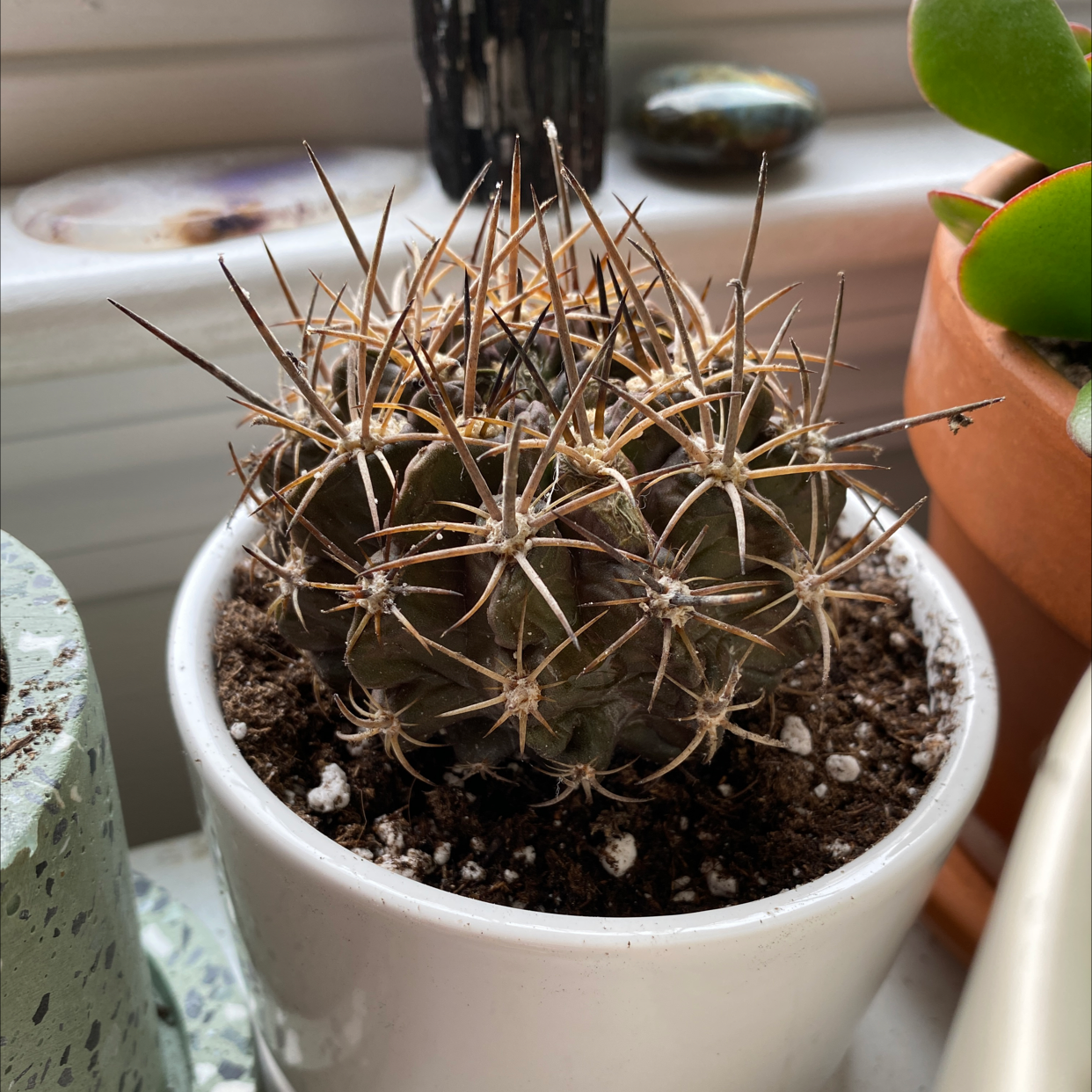 Photo of the plant species Neoporteria multicolor by @jessicakill named Morticia on Greg, the plant care app