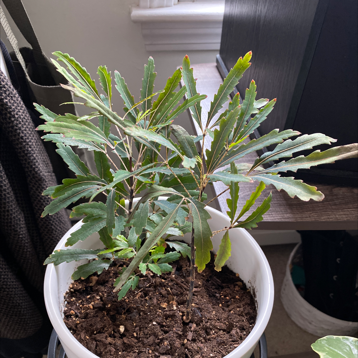 false Aralia plant in a white pot with visible soil, healthy green leaves.