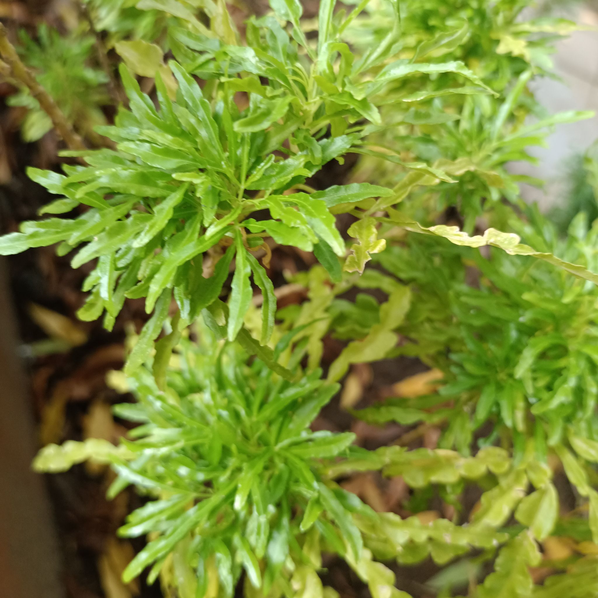 Plant care for Reseda germanicopolitana var. glabra on Greg, the plant care app