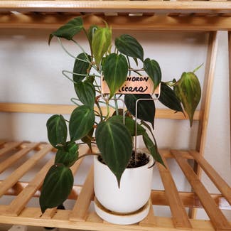 Philodendron Micans plant in Orlando, Florida