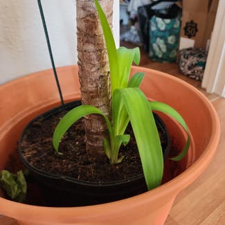 Spineless yucca plant in Orlando, Florida