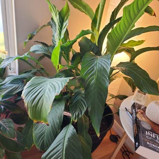Peace Lily plant in Orlando, Florida