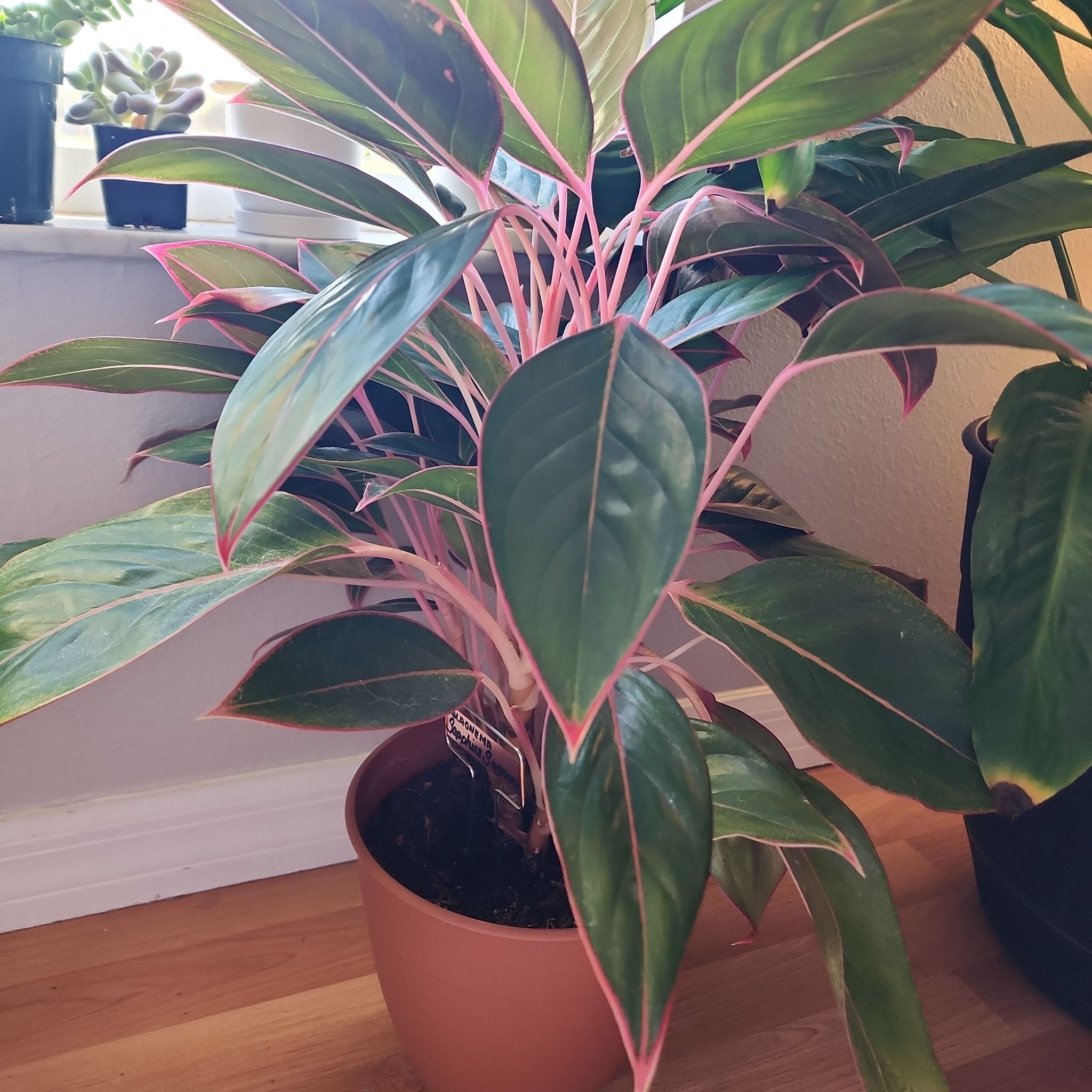 Photo of the plant species saphire susane by @Tica named Suzanne on Greg, the plant care app