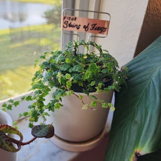 String of Frogs plant in Orlando, Florida