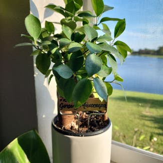 Ficus Ginseng plant in Orlando, Florida
