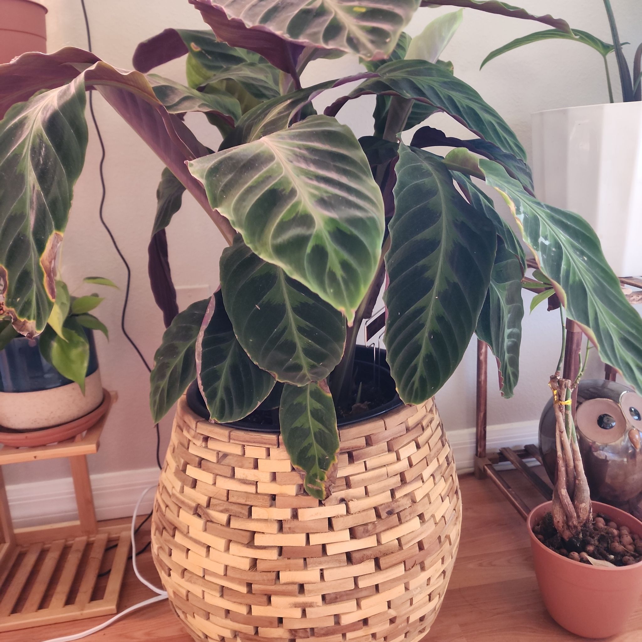 Jungle Velvet