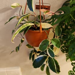 Hoya Krimson Queen plant