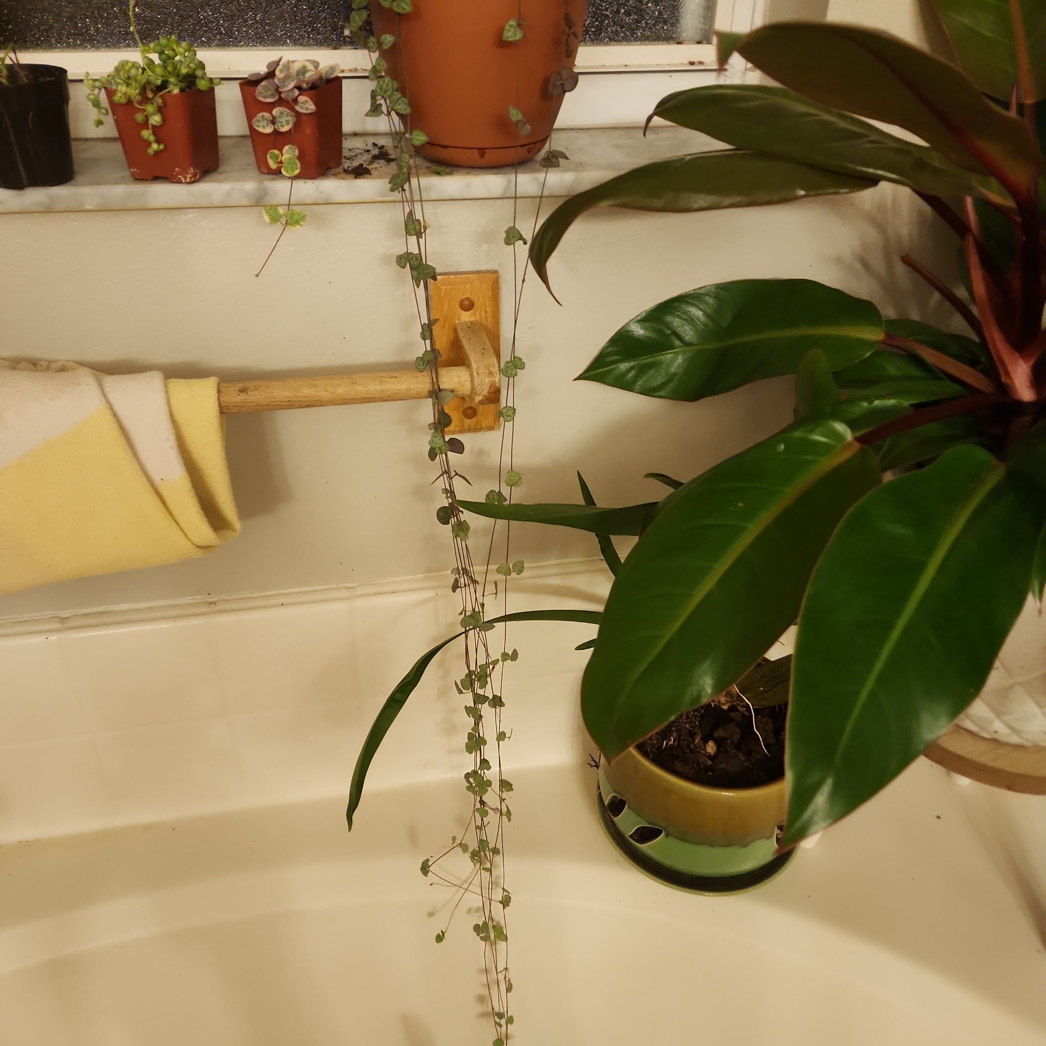 String of Hearts 'Silver Glory' plant with trailing vines in a bathroom setting.