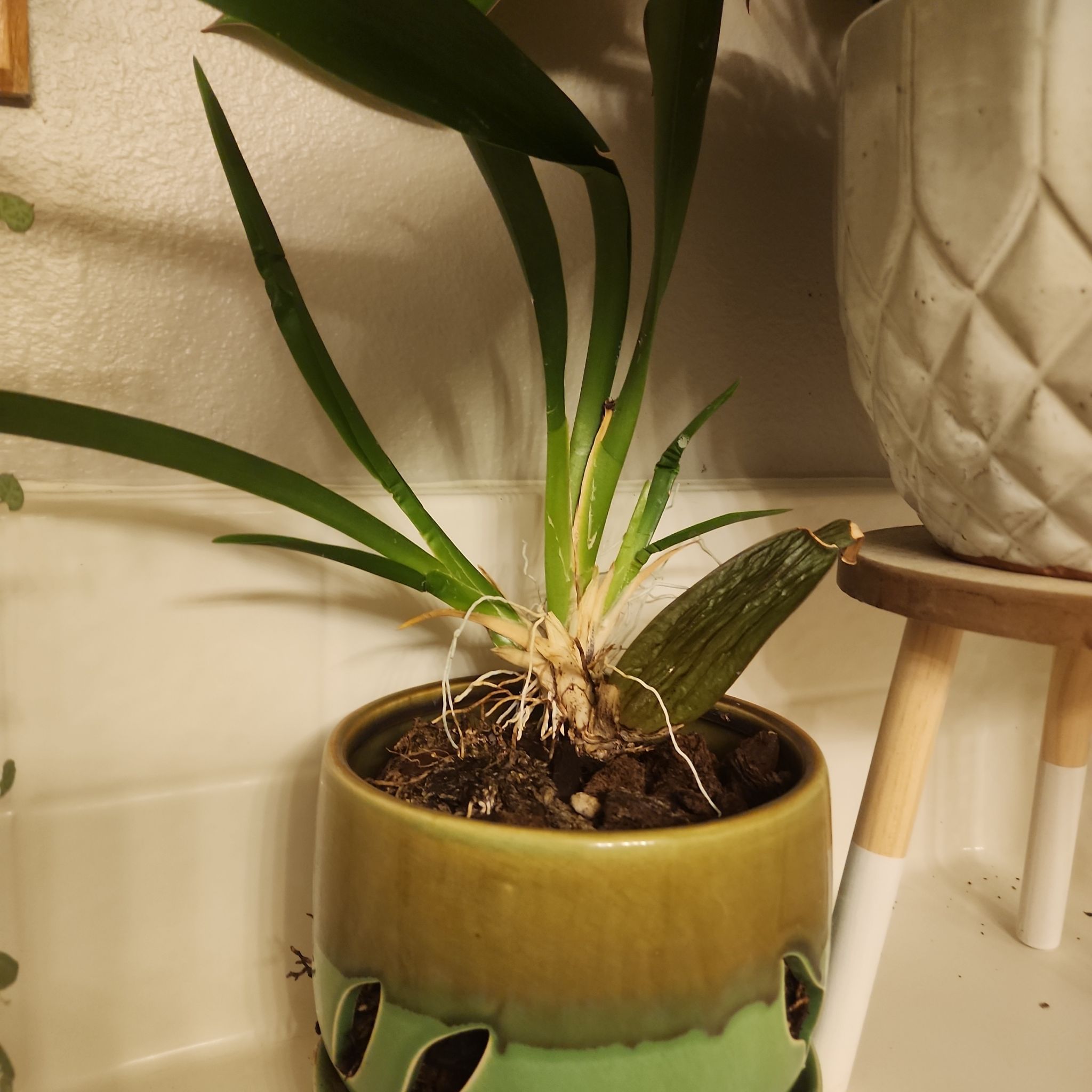 Oncidium sharry baby 'Sweet Fragrance' orchid in a green pot, healthy with visible soil.