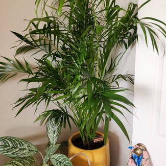 Cat Palm plant in Orlando, Florida