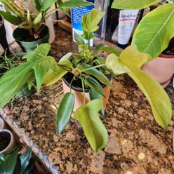 Philodendron 'Florida Ghost' plant