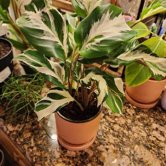Calathea lietzei 'Stella' plant in Orlando, Florida