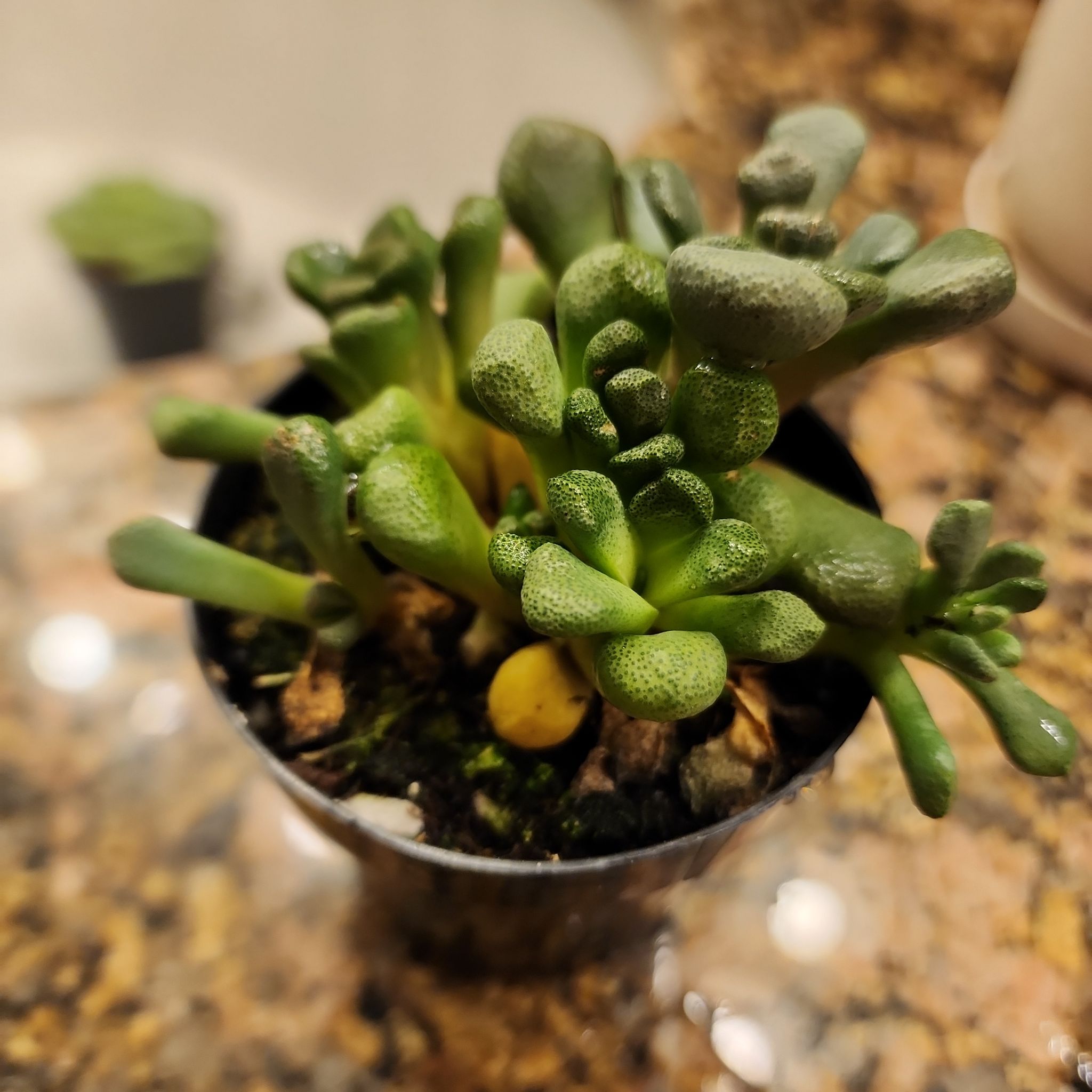 Concrete Leaf Living Stone succulent in a small pot, healthy and well-focused.