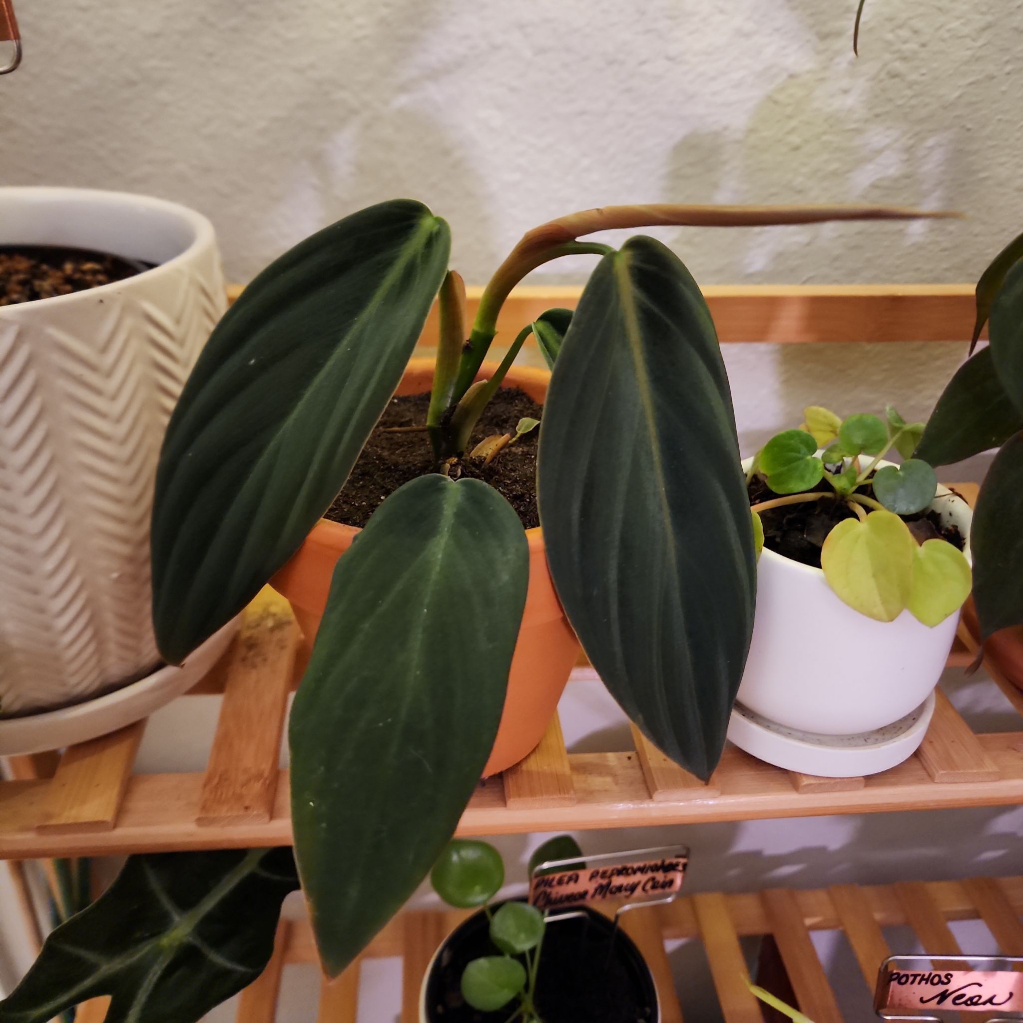 Philodendron gigas plant with large, dark green leaves in a pot on a wooden shelf.