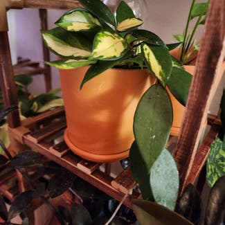 Hoya Carnosa Tricolor plant in Orlando, Florida