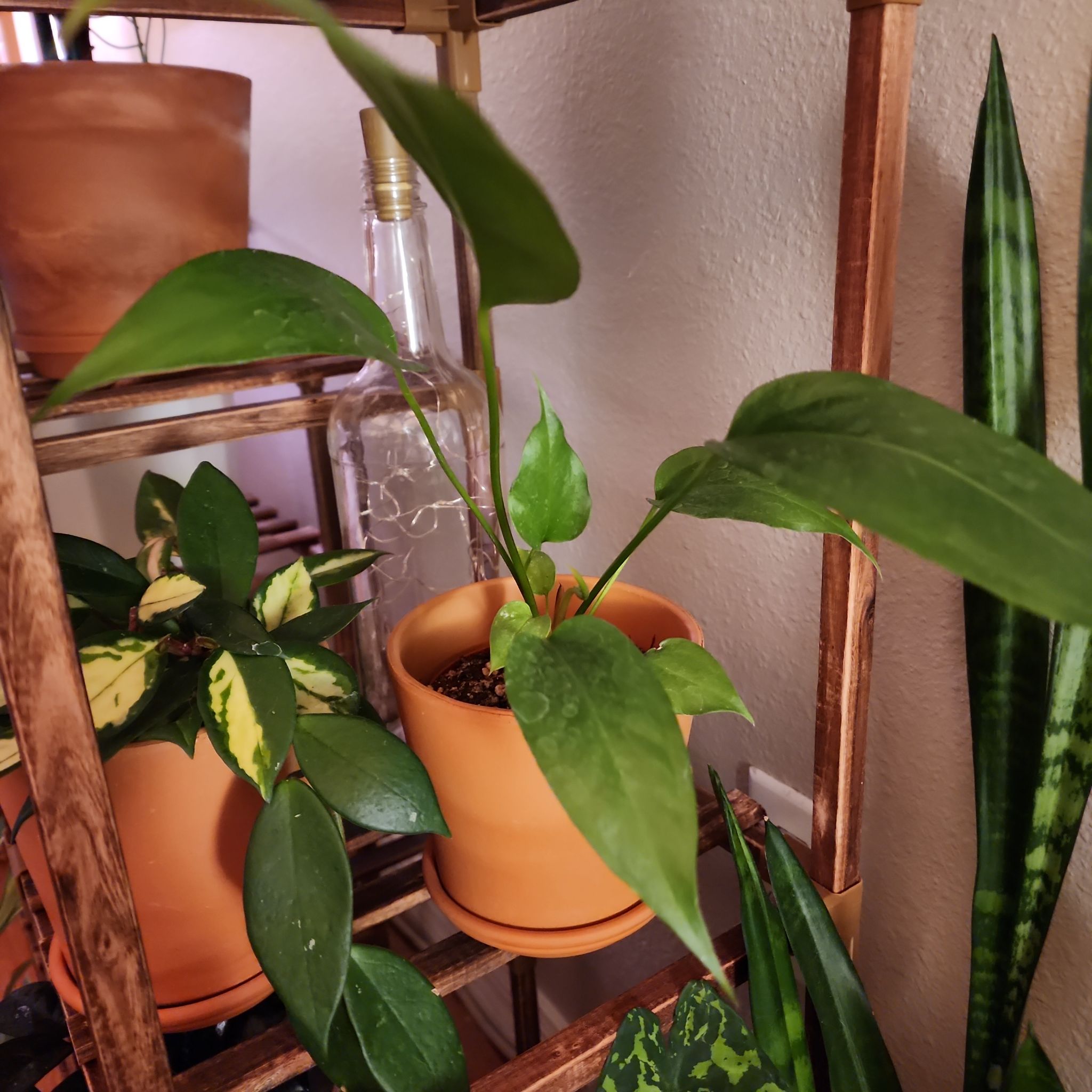 Photo of the plant species Anthurium Black Dragon by @Tica named Ciri | Anthurium Thai Ruby x Water Dragon on Greg, the plant care app