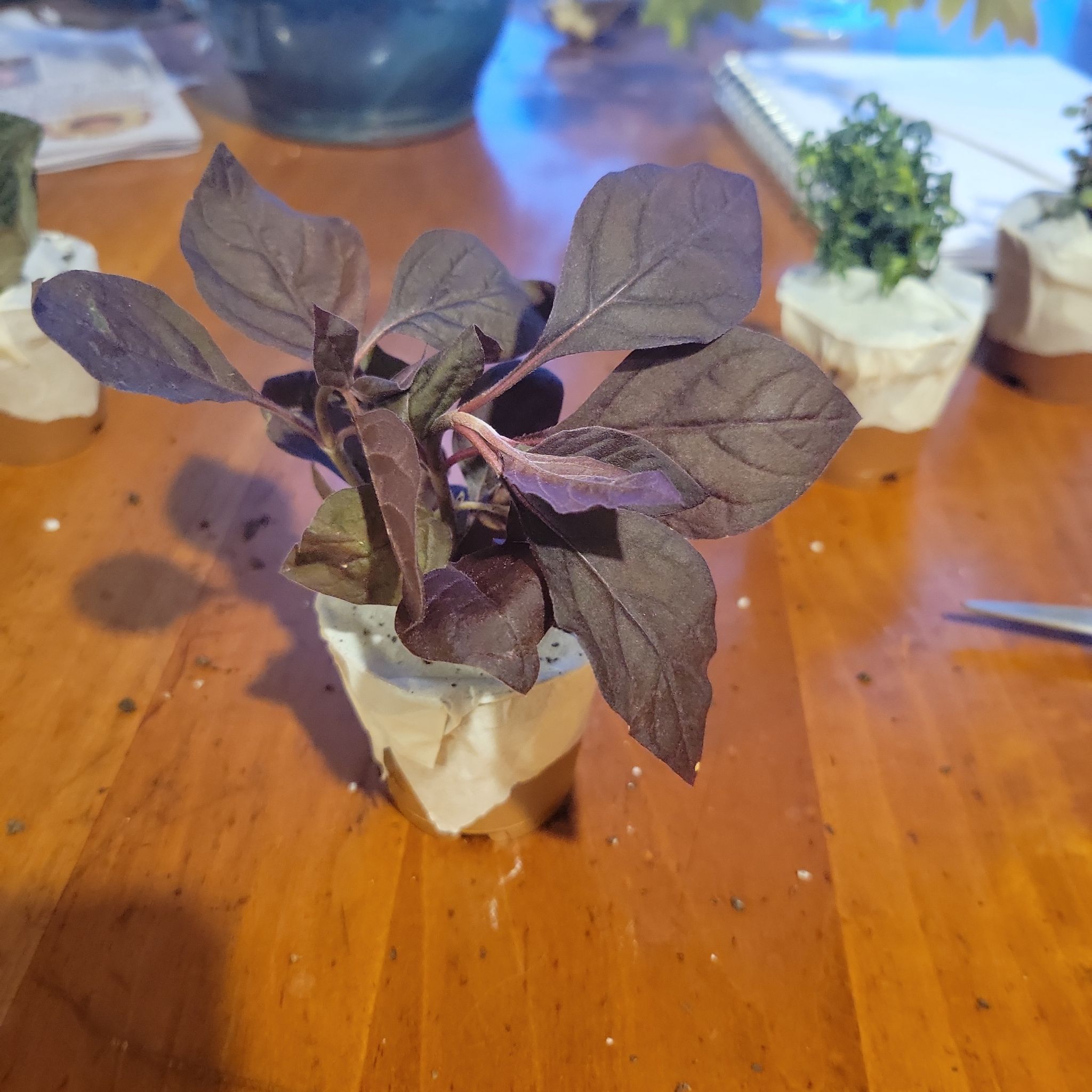 A healthy Brazilian Joyweed plant with dark purple leaves in a small container.