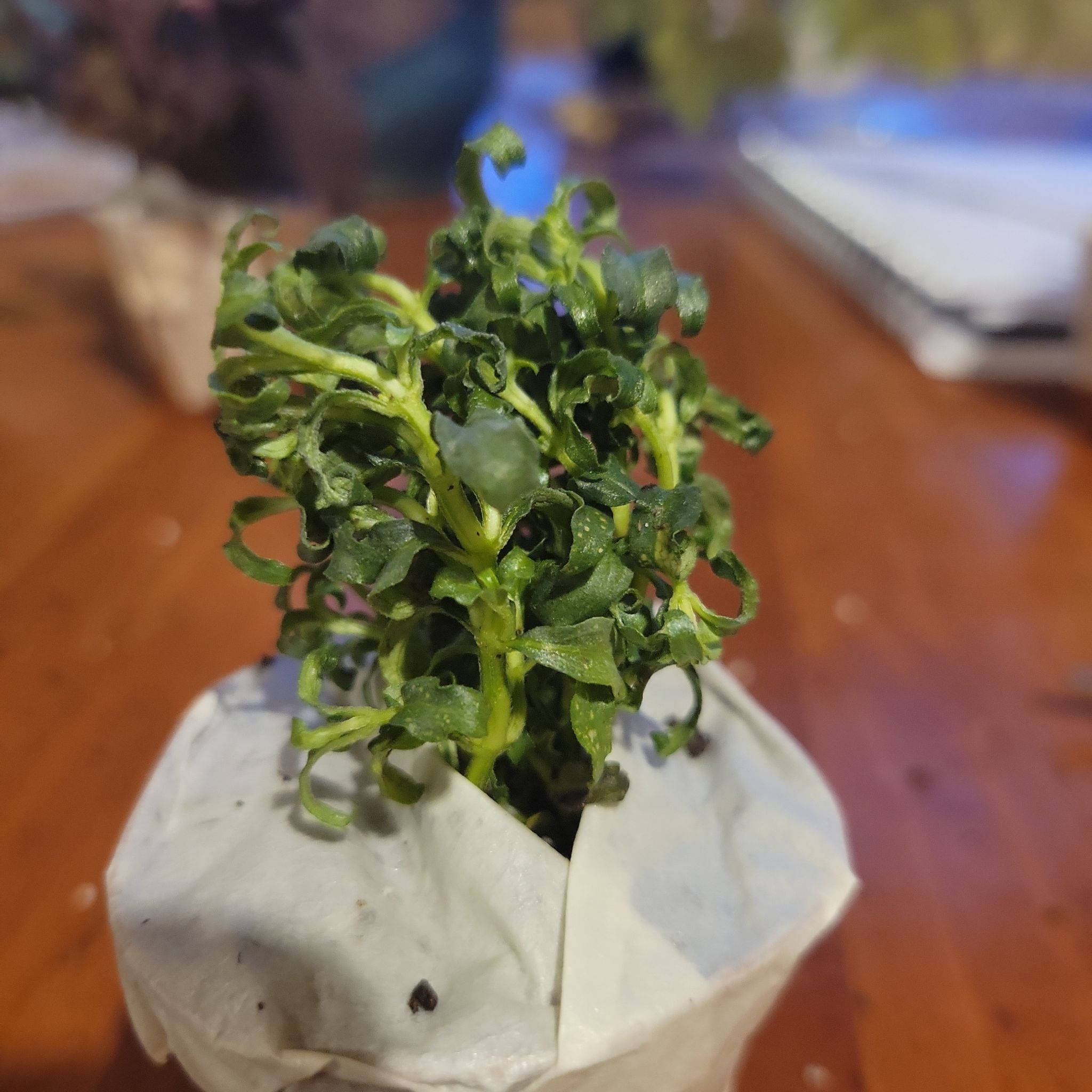 Plant care for Fan Moss on Greg, the plant care app