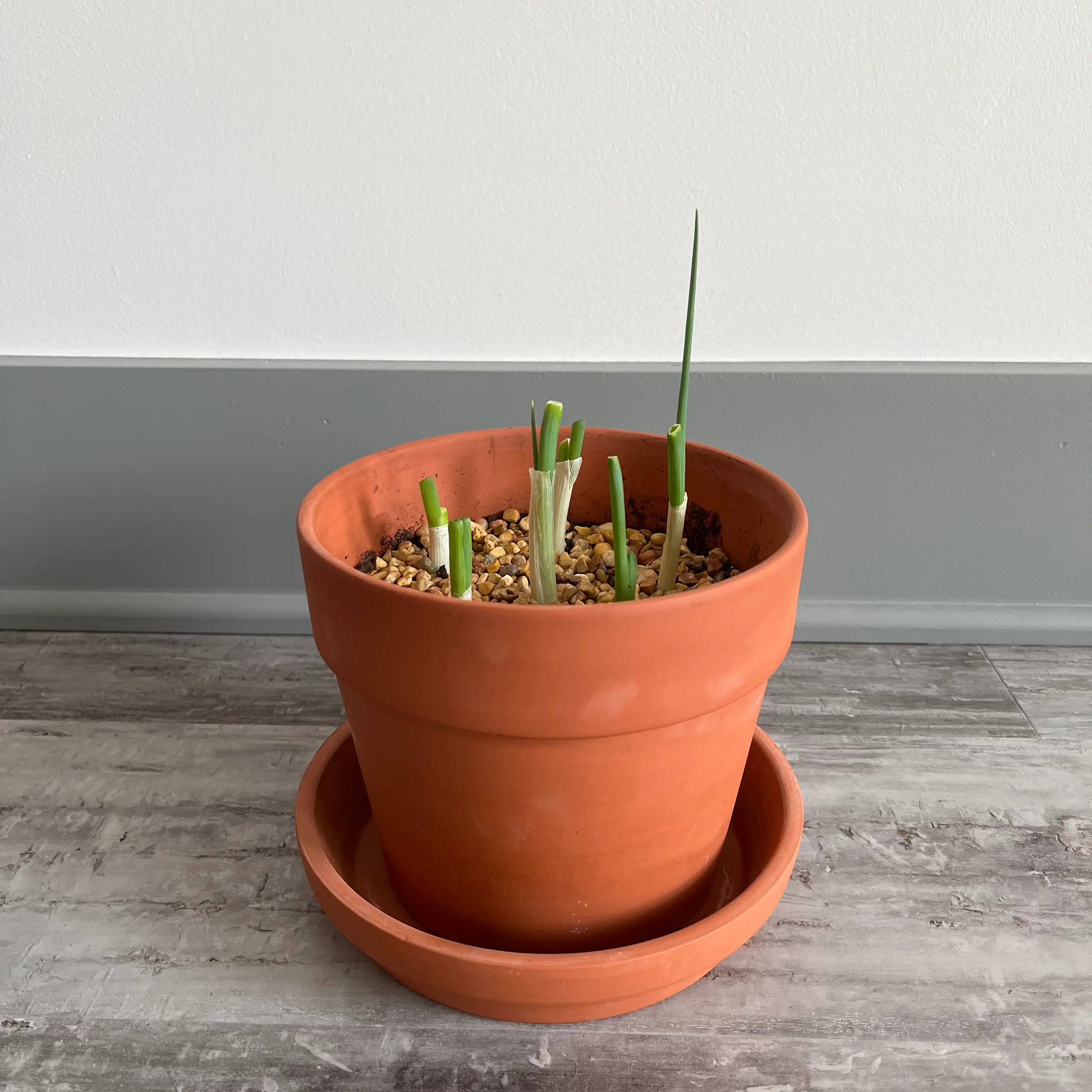 Potted Long Green Onion plant with green shoots in a terracotta pot with pebbles.