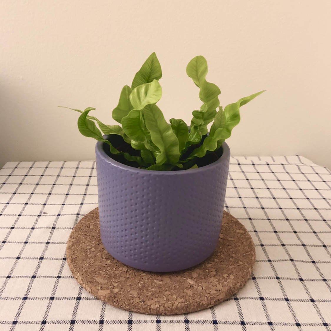 Healthy bird's nest fern with vibrant green wavy leaves in a purple pot on a cork trivet.