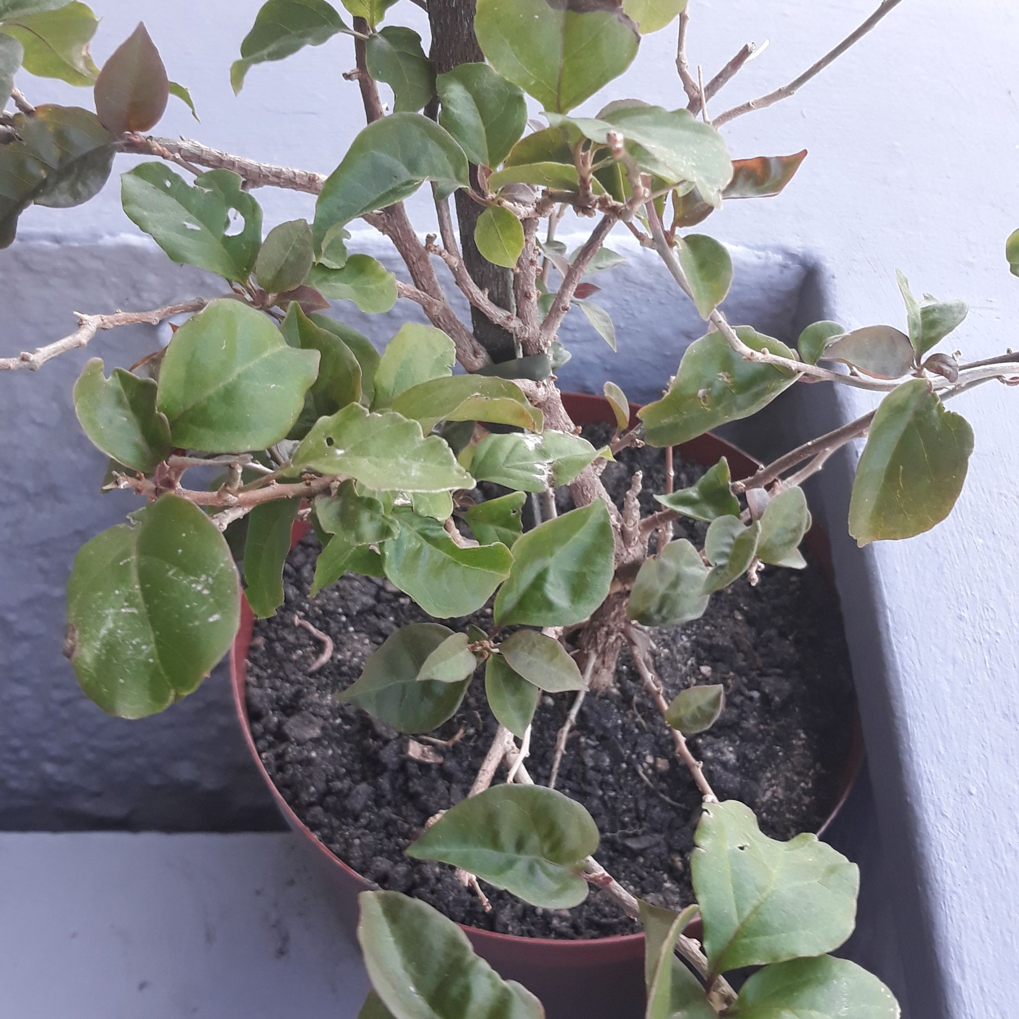 Photo of the plant species Common Tree Daisy by @GodlyTutsan named Muhammad Ali on Greg, the plant care app