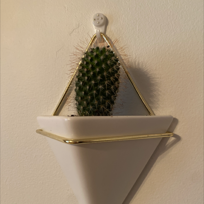Healthy Lace Hedgehog Cactus in a white triangular wall planter, densely covered in green spines with a smiling figurine attached.