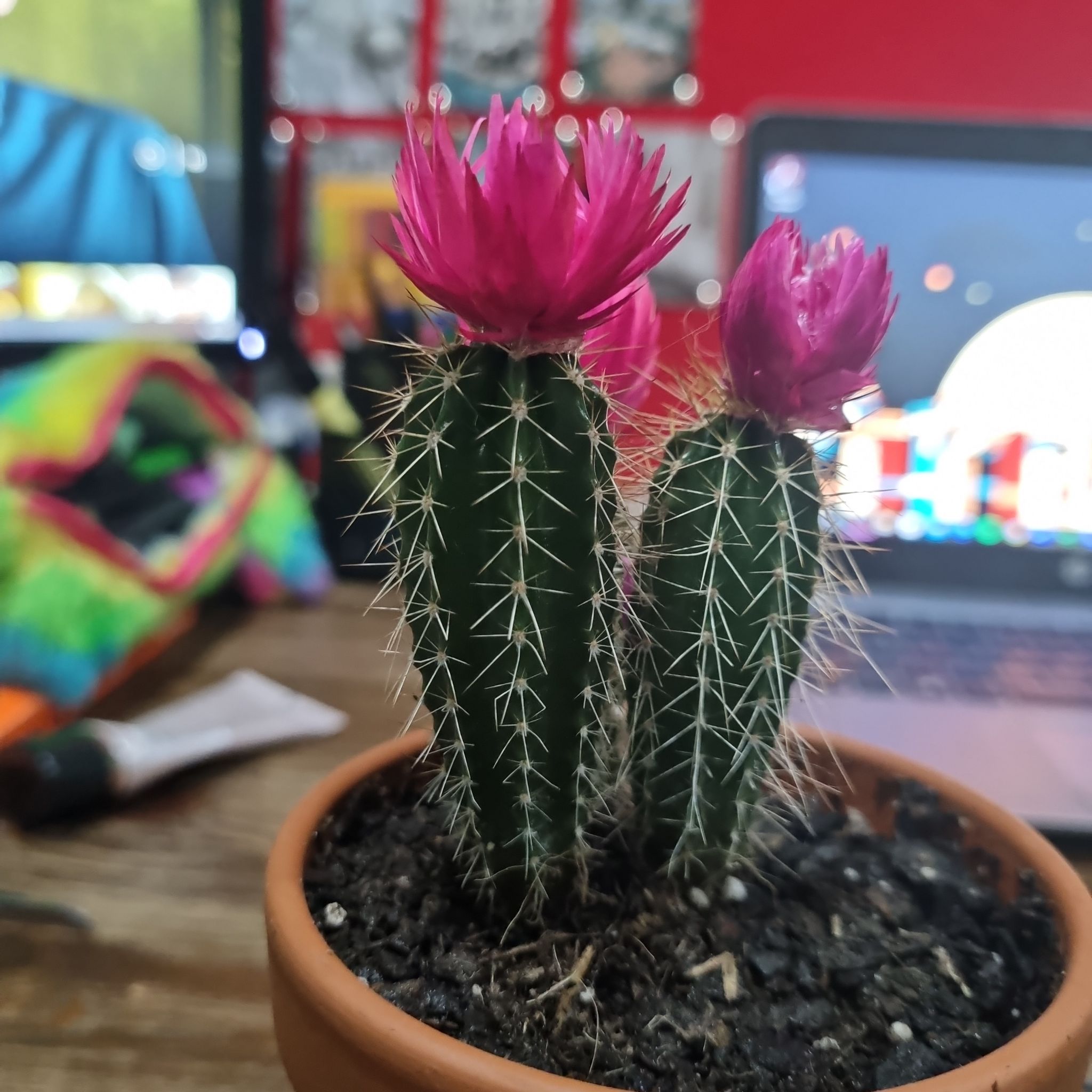 Lady-Finger Hedgehog Cactus with pink flowers in a pot, well-framed and in focus.