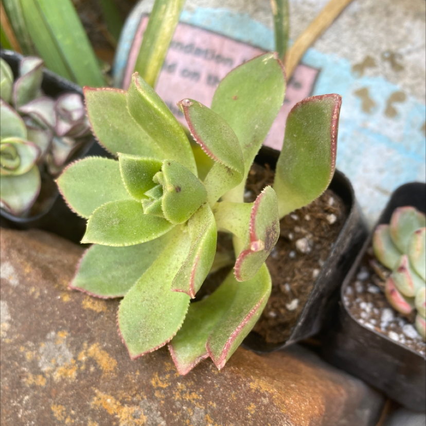 Photo of the plant species Chenille Plant by @Lala1 named Sage and Winston on Greg, the plant care app