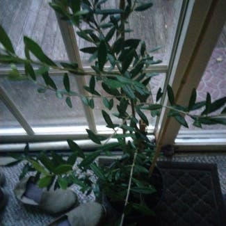 Olive Tree plant in Holland, Ohio