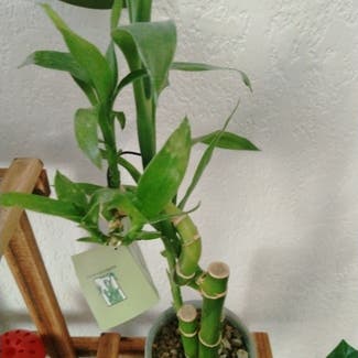 Lucky Bamboo plant in Holland, Ohio