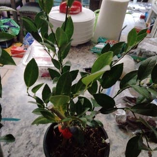 Key Lime Tree plant in Holland, Ohio