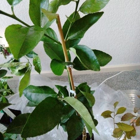 Photo of the plant species Citrus Latifolia by Princesscomet named Walt on Greg, the plant care app