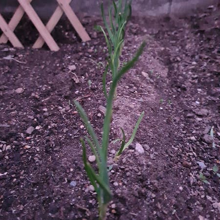 Photo of the plant species Allium Sativum by Atypicalbogbean named Garliii on Greg, the plant care app