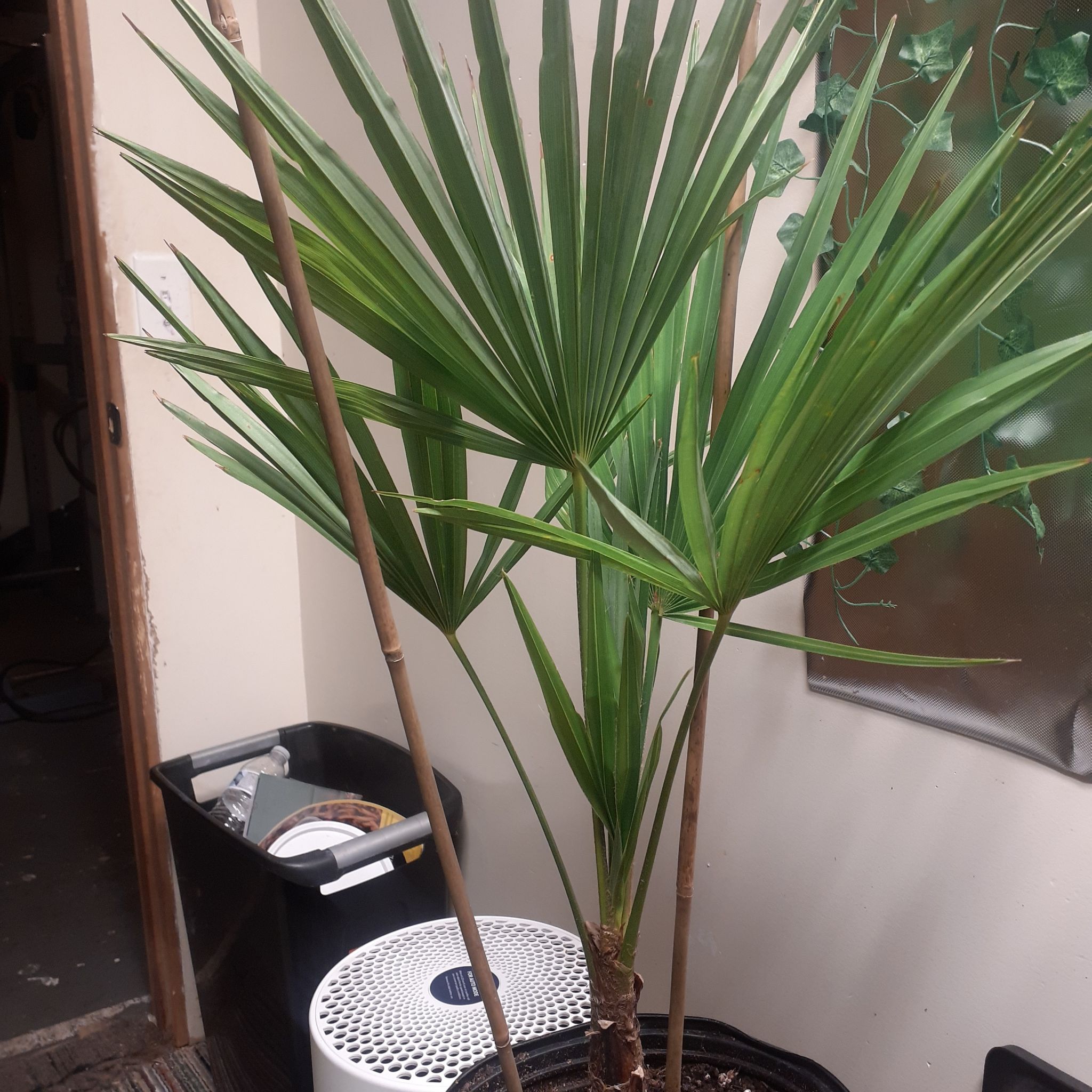 Chinese Windmill Palm indoors with healthy green fronds and visible soil.