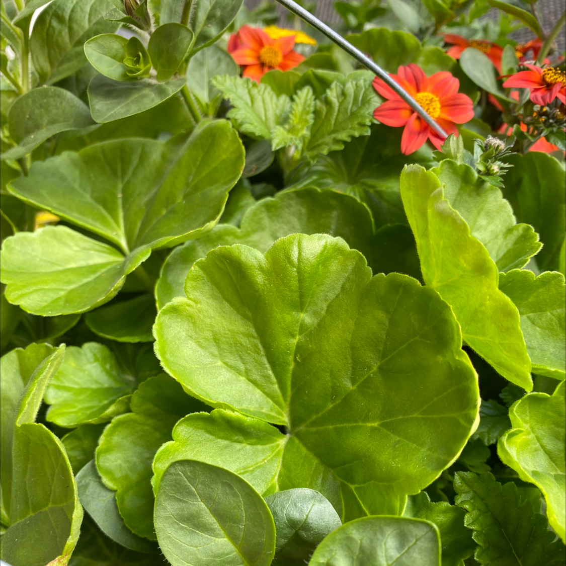 Photo of the plant species Scarlet geranium by Robin named Big boye on Greg, the plant care app