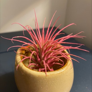 Blushing Bride Air Plant plant in New York, New York