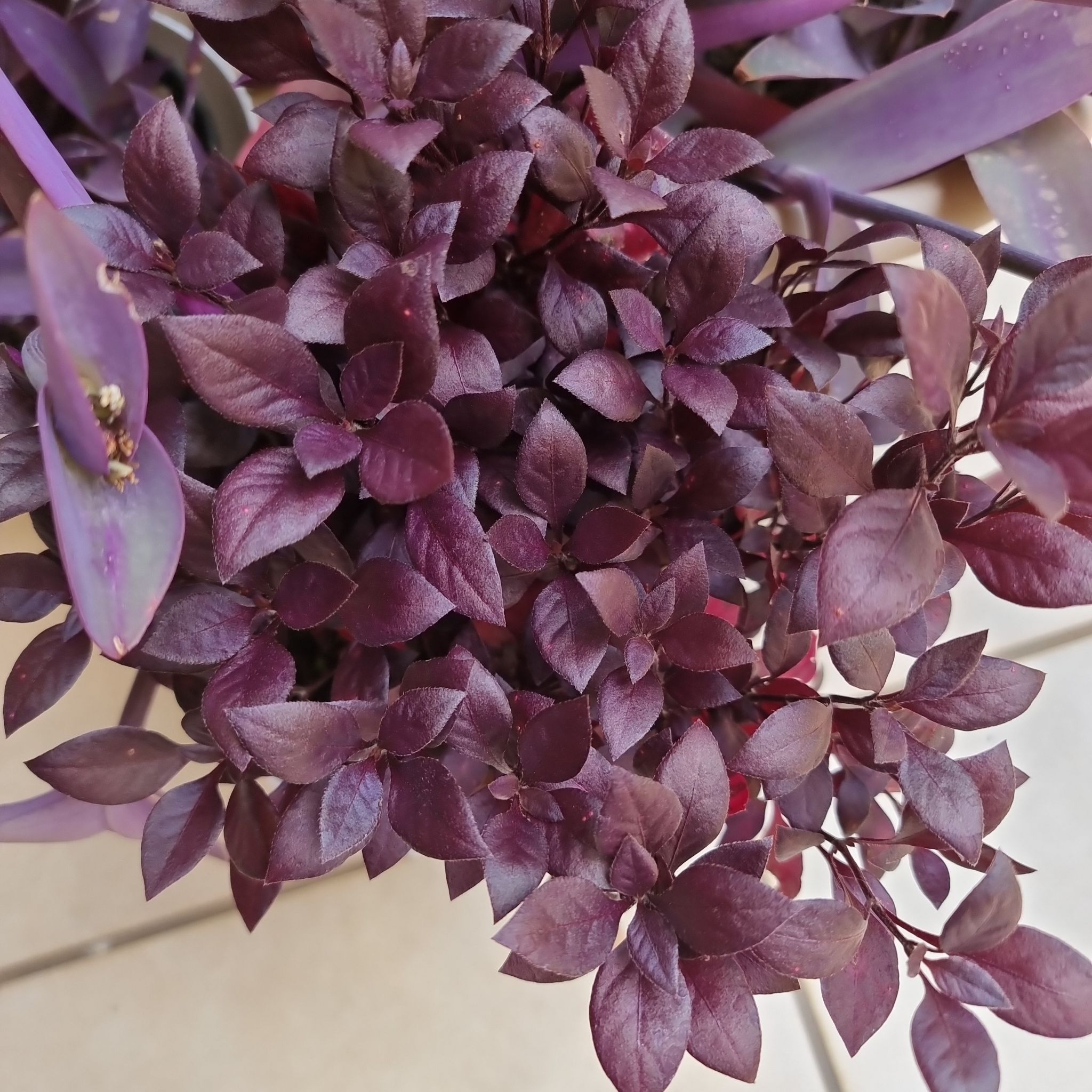Image of a healthy Brazilian Joyweed with dark purple leaves.