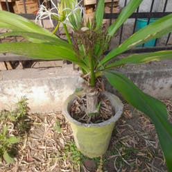 Poisonbulb plant