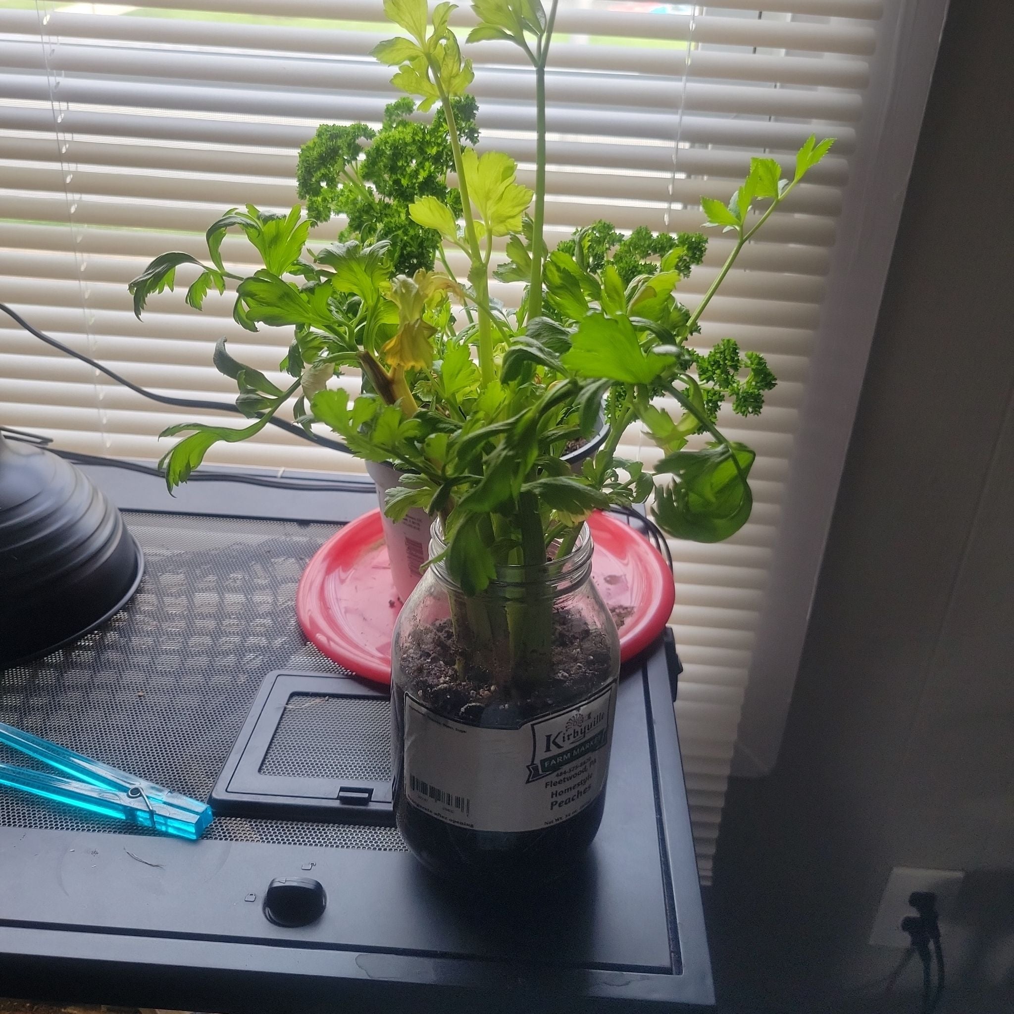 🥬 Why Are My Celery Leaves Turning Yellow?