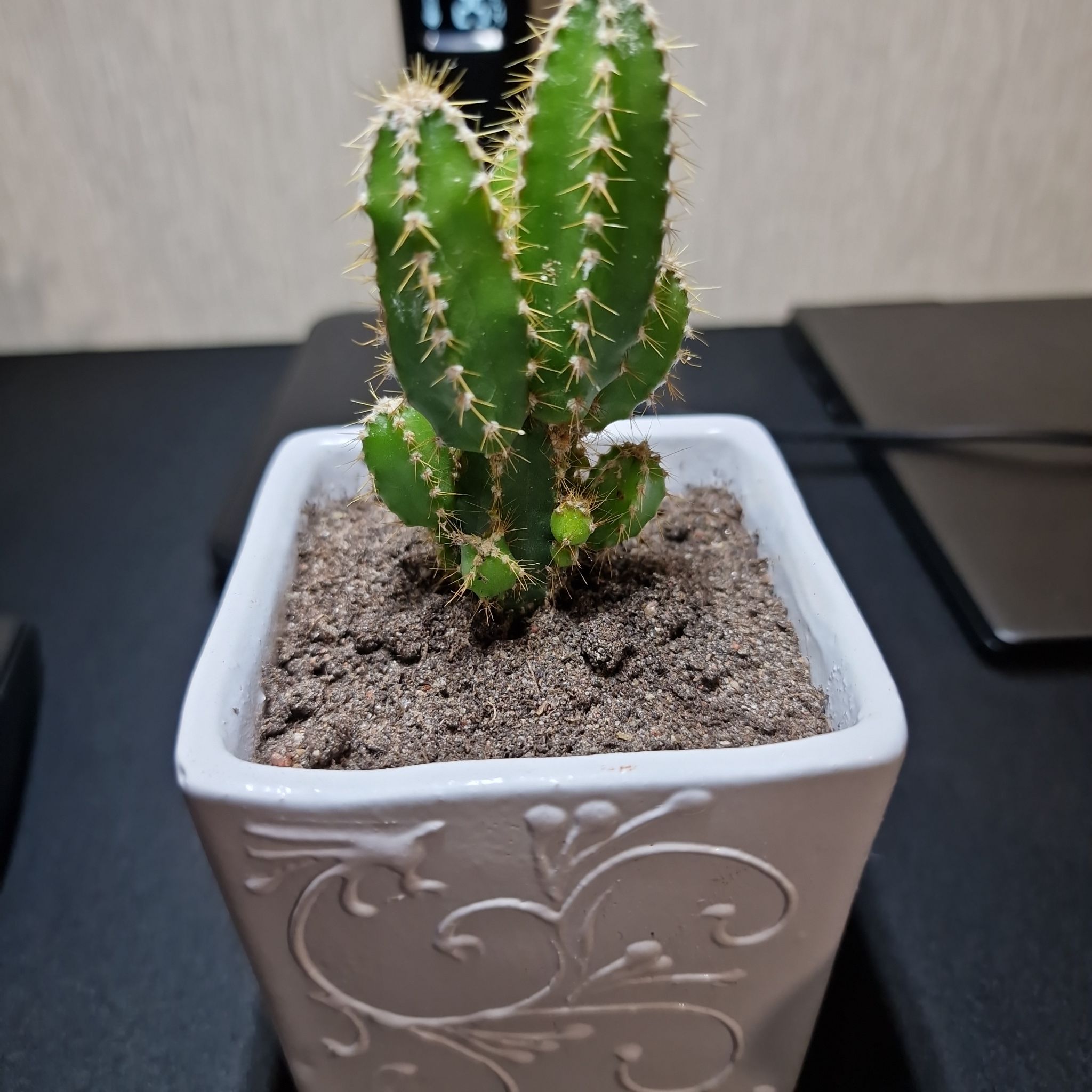 Columnar Cactus in a decorative pot with visible soil, well-framed and in focus.