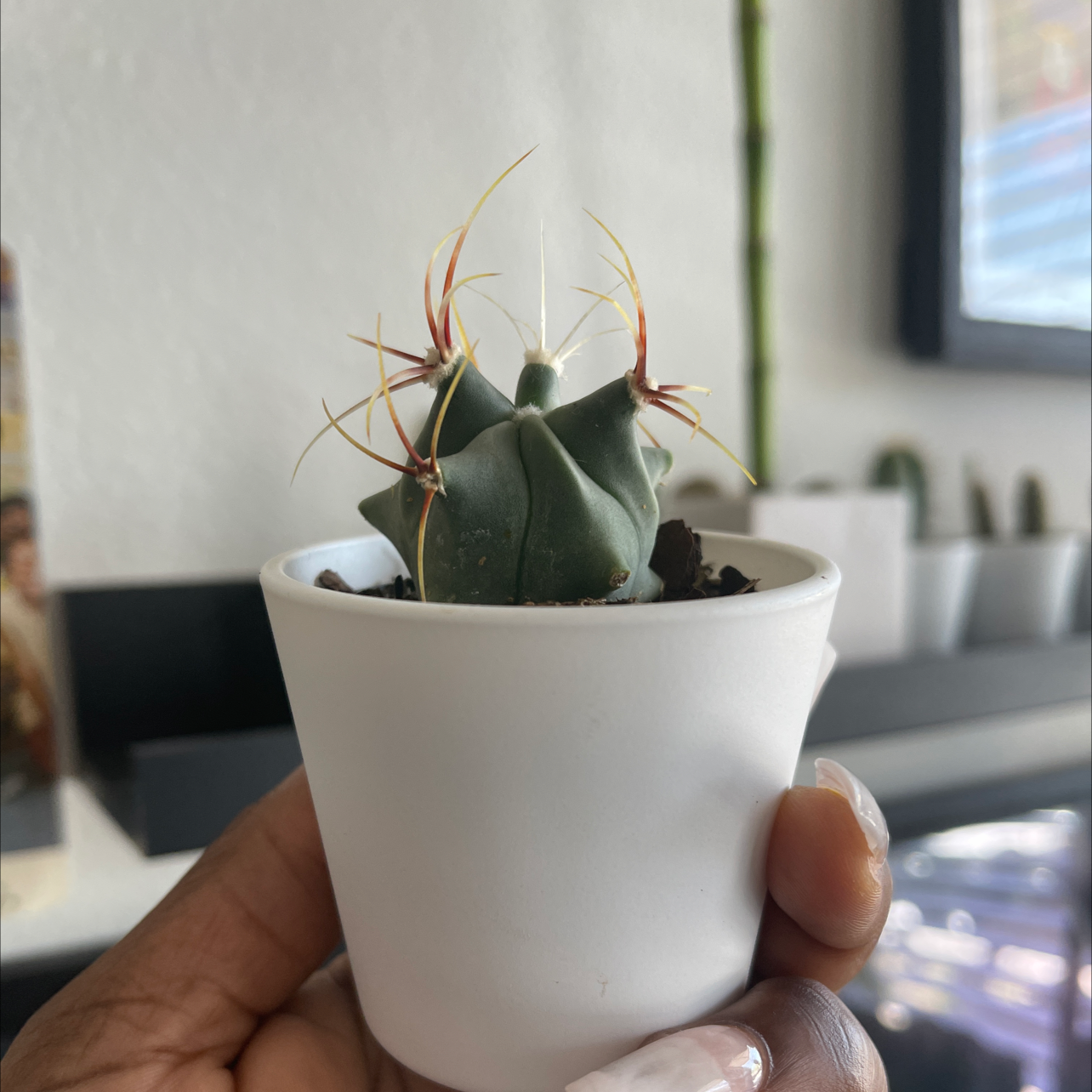 A healthy Devil's Pincushion cactus in a white pot, held by a hand.