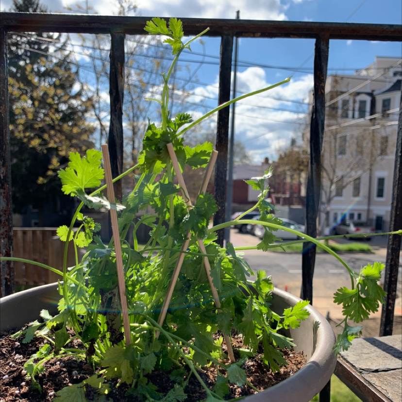 Why Are My Coriander Leaves Falling Over?