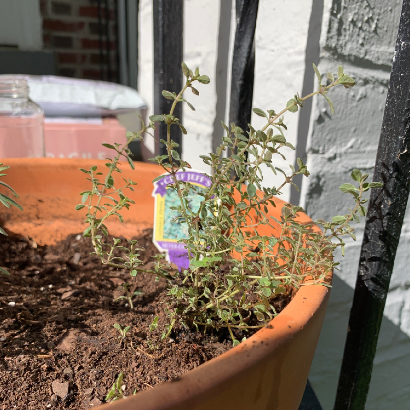 A healthy potted common thyme plant with green leaves, growing outdoors in a terracotta pot alongside other plants.