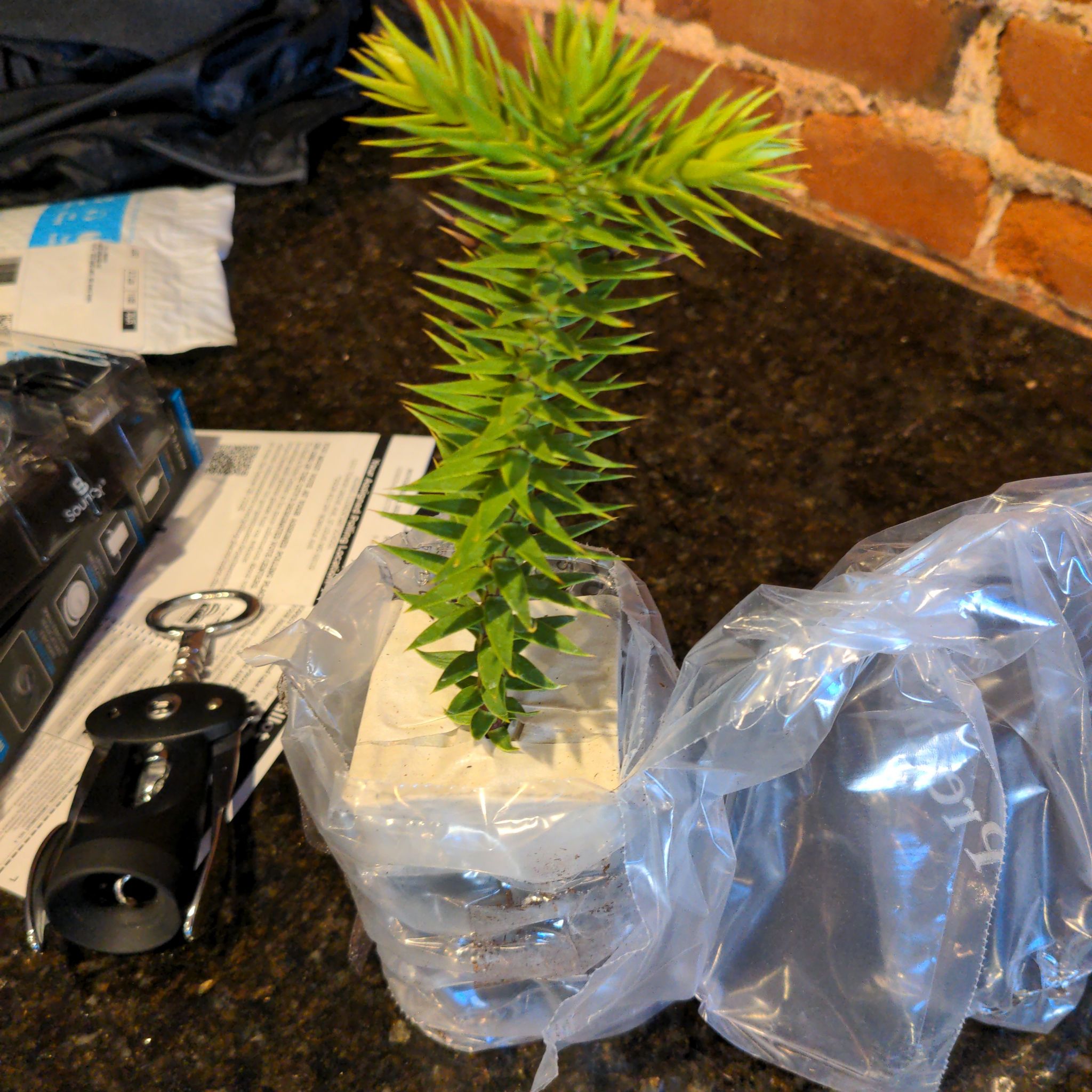 Young Monkey Puzzle Tree in a small container, wrapped in plastic.